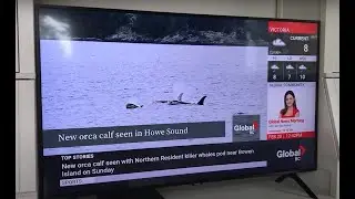 Northern Resident A5 Pod in Howe Sound (Global News BC)