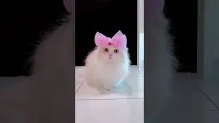 Fairy cats 🐤
