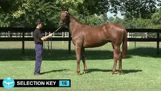 16 - SELECTION KEY