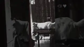 I capture a beautiful moments of my pet#pet#goat#beautiful#animals#youtubeshorts