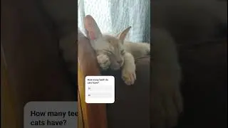 How many teeth do cats have? kitty question
