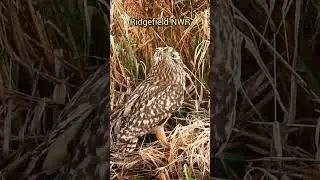 Birdwatching a very alert Short Eared Owl !  #birding #Owls #birds
