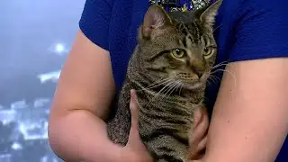 Spartanburg cat is finalist in Wacky Pet Name Contest