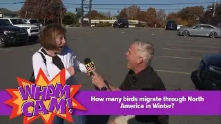 How many birds migrate through North America for Winter?