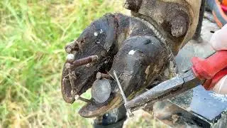Ep312 - cow Cut, Trim, and Cleaning Screw Nails from Cattle Hooves!!