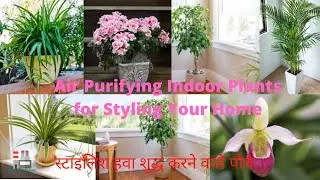 10 Air Purifying Indoor Plants | Air Purifying Indoor Plants | Indoor Plants for Air Purification