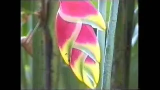 Bali 1984