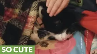 Compassionate little girl helps comfort feral cat