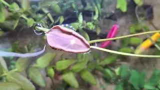 My Lotus Plant Growth in aquarium and Snails are doing clean-up work