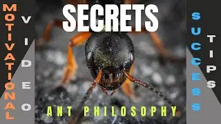The Ant Philosophy &ndash; Success Tips &ndash; Motivation - AE Studio