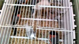 Camachuelos N&oacute;rdicos Cl&aacute;sicos y Mutados-Bullfinch-Bouvreuils-Pyrrhula