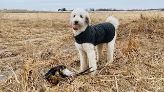 Standard Poodle Game Farm Pheasant