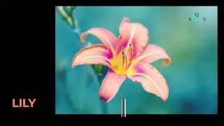 TOP BEAUTIFUL FLOWERS