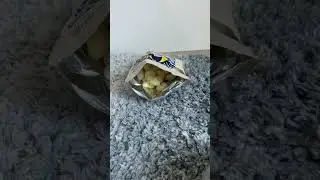 Pirate&rsquo;s Booty ASMR (sound) #shorts