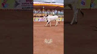 kajali khillar cow#bailgadasharyat #bullock #trendingshorts