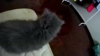 kucing parsi nakal