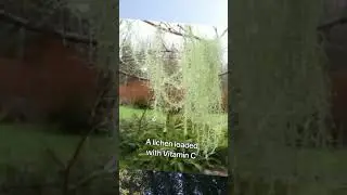 Usnea comes down in a wind storm