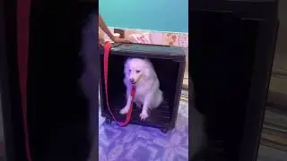 Rio kahan ghus gya🤣😂 indian spitz dog || Indian spitz dog barking || Indian spitz dog aggressive