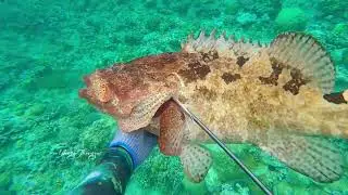 Trip Di Spot Kampa. Shoot Giant Grouper dan Sunu Merah. // Binongko Island