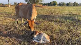 Relaxing with the calf