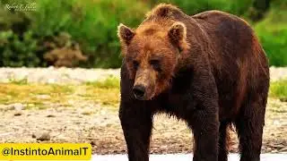 La Naturaleza Habla: Historias Reales del Mundo Animal 🌍#DocumentalesDeAnimales#VidaSalvaje