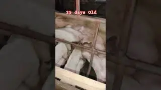 25 days old #pigs #piglets #animals #pigvideo