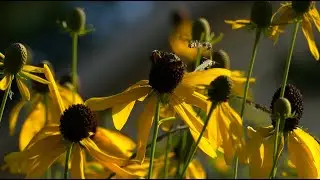Garden Walkabout // Mostly Native Plants // A Wild Approach