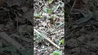Myodes Glareolus is Scratching and Eating
