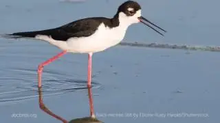 Black-necked Stilt Call