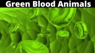 Animals with Green Blood #shorts