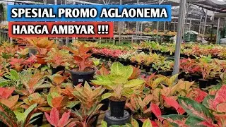 Aglaonema harga ambyar, buruan serbu !!!