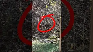 Моя прогулка на природе превратилась в ДИКОЕ приключение! #шорты #природа #дикаяприрода