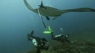 Up Close with Curious Manta Rays at Manta Point, Nusa Penida