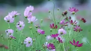 Thank You Jesus || Anurag Swornkar|| Nim Sangeet ||Nepali Christian song||