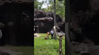 Bali Travel Vlog(Bali Safari Marine Park)Tiger Show