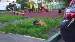 Russian street cat fight