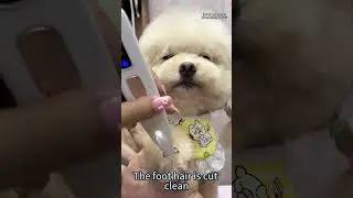 Cat Nail Dog Paw Hair Trimmer 🐾🐶🐱