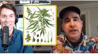 Was Cannabis the first domesticated plant? | Geneticist  Kevin McKernan