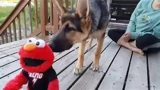 German Shepherd Puppy Afraid of Elmo | Summer Fun at the Lake Family Vlog