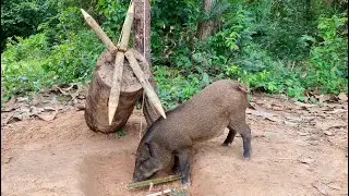 Amazing Quick Powerful Wild Pig Trap Make By Piece of wood with sharp wood#shortvideo