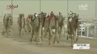 ش1 سباق اللقايا عام (إنتاج) مهرجان سمو الأمير الوالد- مساء 29-1-2022
