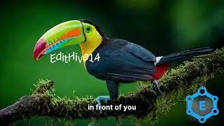 Toucan's Gentle Call