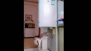 Gatos Ladrones