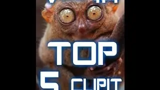 TeamLiKe || TOP 5 Clipit! || Viikko #4