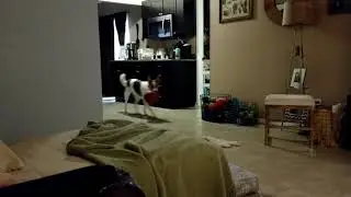 Fitz catch