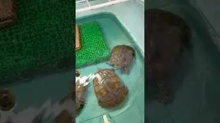 獲ってきた小魚をペットに与える