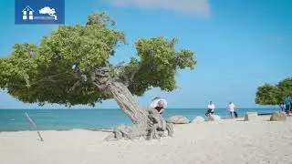 Eco-Friendly Aruba Hotel - Eagle Beach Clean Up with Amsterdam Manor Beach Resort