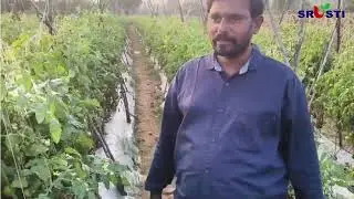 Real Tomato Results | Farmer Vijay Kumar&rsquo;s Experience with KTS & MicroSure 🍅