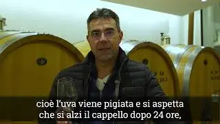 Vino Chiaretto Bardolino-ITA