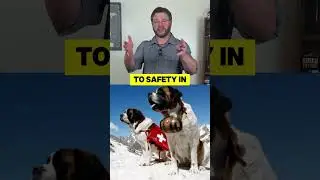Meet the Hero Dogs Who Saved Lives in the Snow